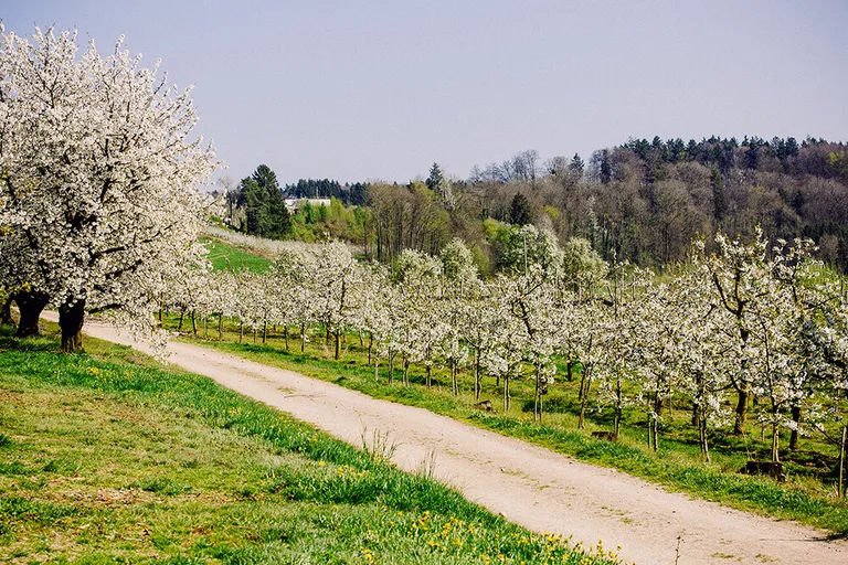 Kirschblüten im Kirschgarten von Gut Hügle